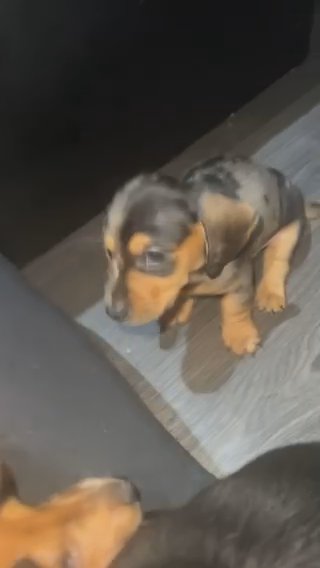 5 Amazing Puppies in London