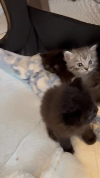 Chinchilla X Himalayan  100% Persian Kittens in Colchester