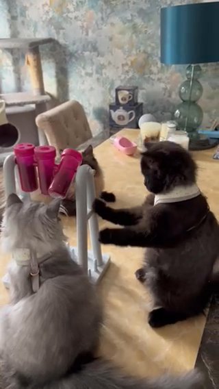 BARGAIN PRICED FULL PERSIAN KITTENS in Colchester