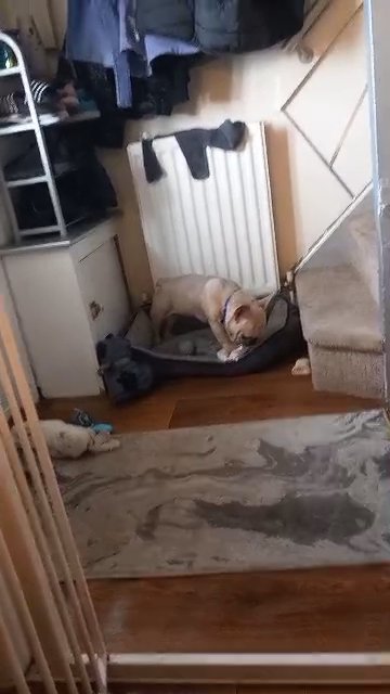 French bulldog for STUD in Dudley