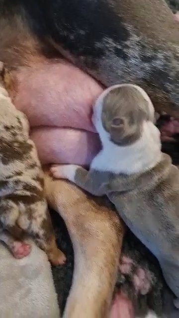LAST 2 quality olde English bulldog puppies in Preston