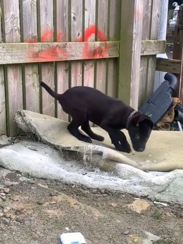 German Shepherd X American Bully in Bradford