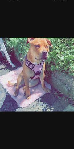 American Bull Dog X Staff in Leeds