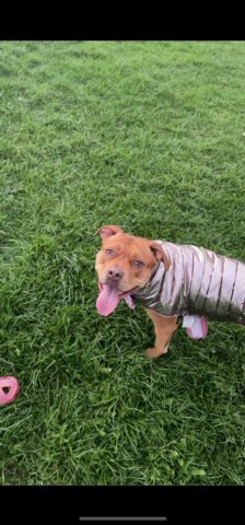 American Bull Dog X Staffy in Leeds