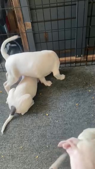 4 Left American Staffordshire Bull Terriers in Nottingham