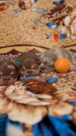 New Shade Merle French Bulldog Puppy in Liverpool