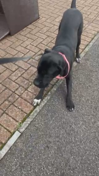 Cane Corso Female Looking For Pet Home in Southampton