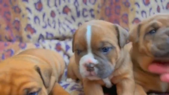 Exceptional Olde English Bulldogs in London