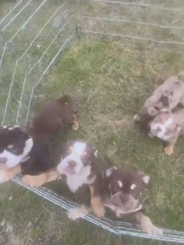 New English Bulldogs in Bradford