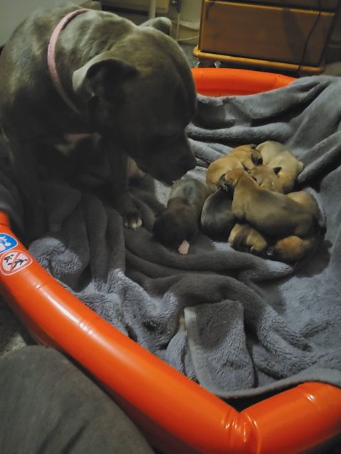 Staffy puppies in Middlesborough