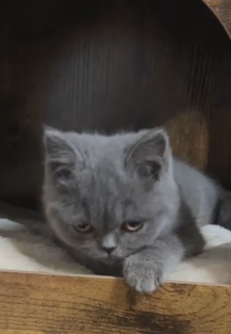 Beautiful British Short Hair Kittens in Bristol