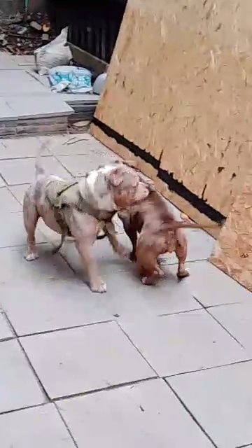 lilac Merle tri pocket bully boy in London