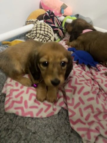 Cute Affectionate Long Haired Miniature Dachshund Pupps Available in Preston