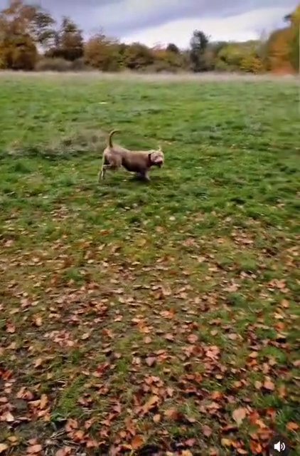 female bully in South Buckinghamshire