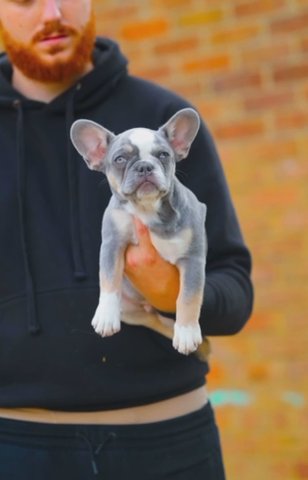 ?Top Quality French Bulldog? in Harlow