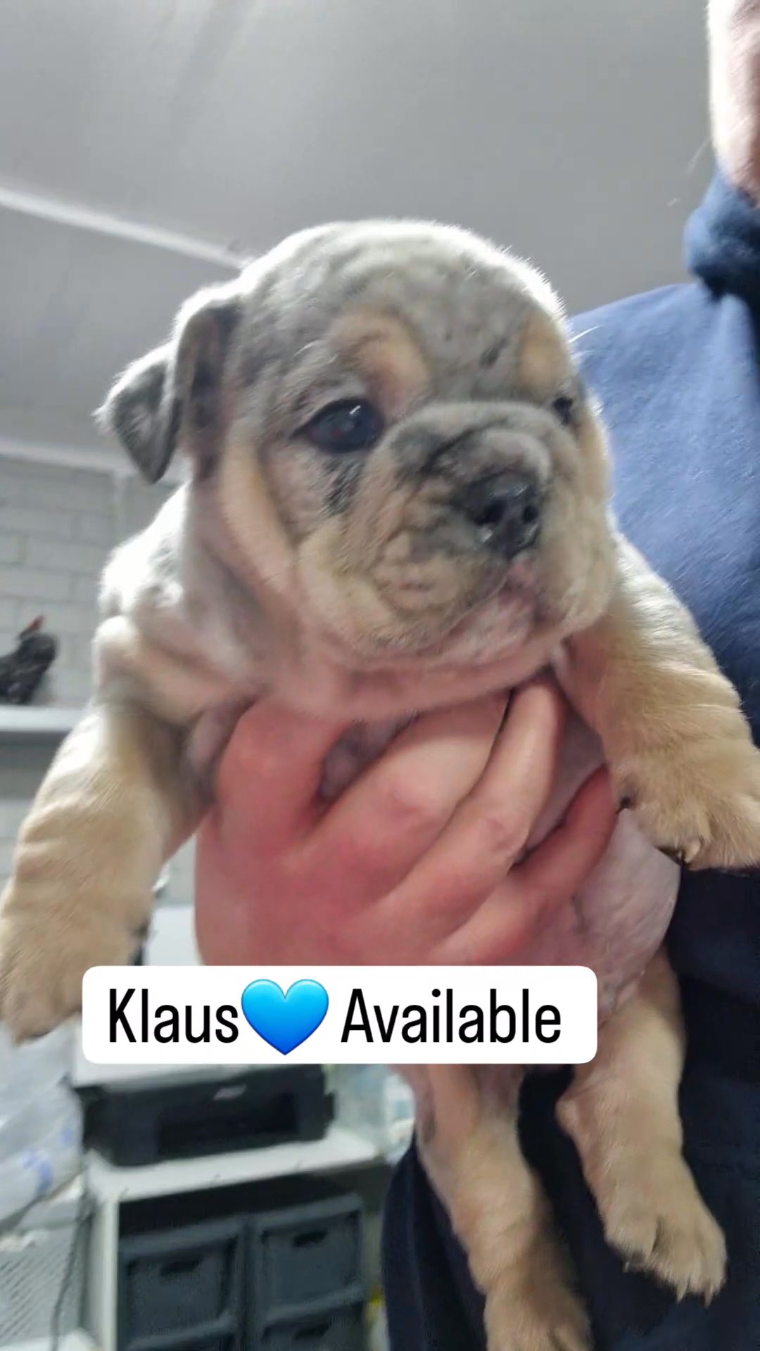 Quality English Bulldog Pups in Liverpool