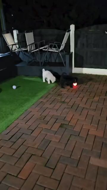 Moyen f1b poodle in Bradford