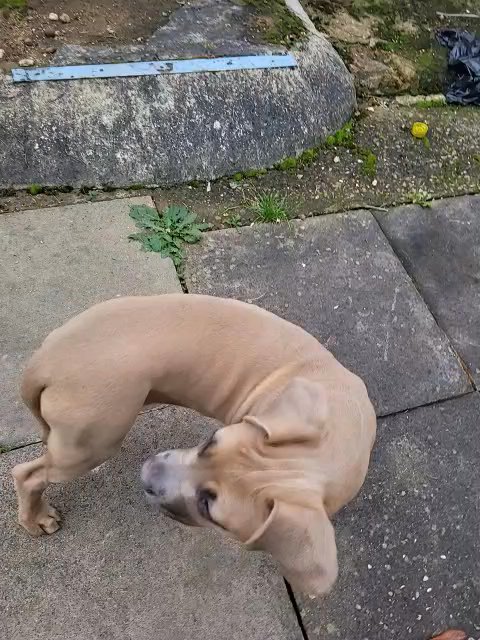 Cane corso X mastiff girl puppy in Birmingham