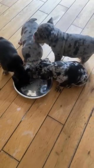 ** NOW REDUCED**Merle French Bulldog Puppies Ready To Leave in Bradford