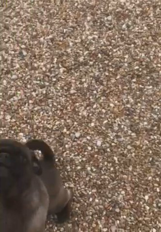 Beautiful Silver Pug Girl Kc Reg in London