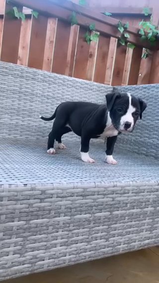 Staffy Puppy in London