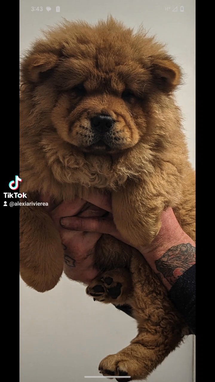 chow chow in Nuneaton & Bedworth