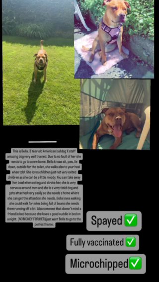 American Bull Dog X Staffy in Leeds