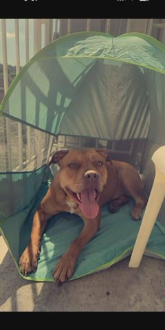American Bull Dog X Staffy in Leeds