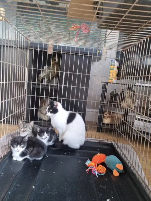 3 kittens looking for new homes in Thurrock