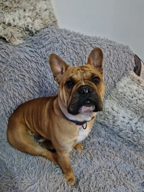 10 month old french×English bulldog in Kingston upon Hull