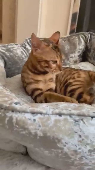 ❤️❤️Bengal Boy with Top of the Range of Healing Purrs.❤️❤️ in Birmingham