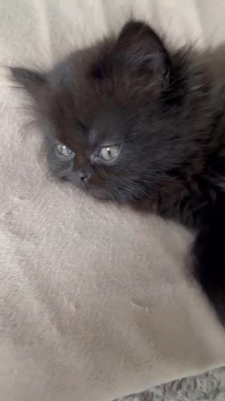 Chinchilla X Himalayan Pure Persian Kittens in Colchester