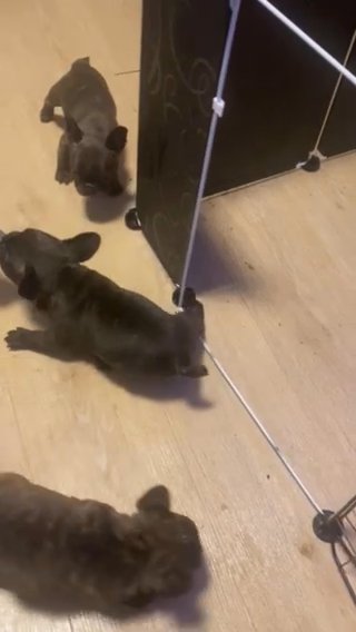 Puppy Play Time in Birmingham