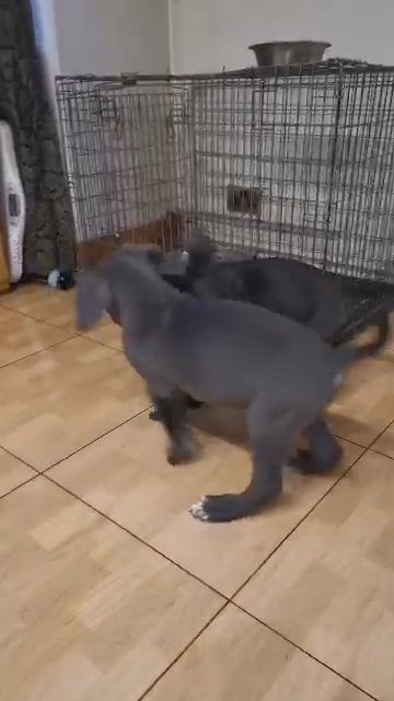 Cane corso puppy in Coventry