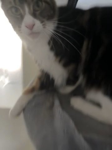Tica Registered Maine Coon in Manchester