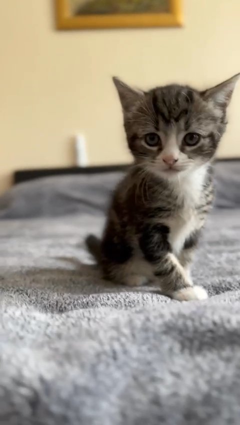 half Bengal kittens in London