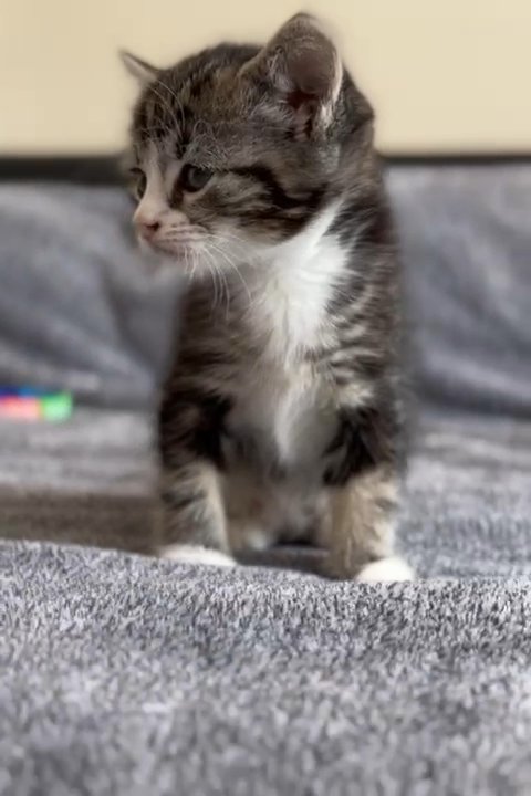 half Bengal kittens in London