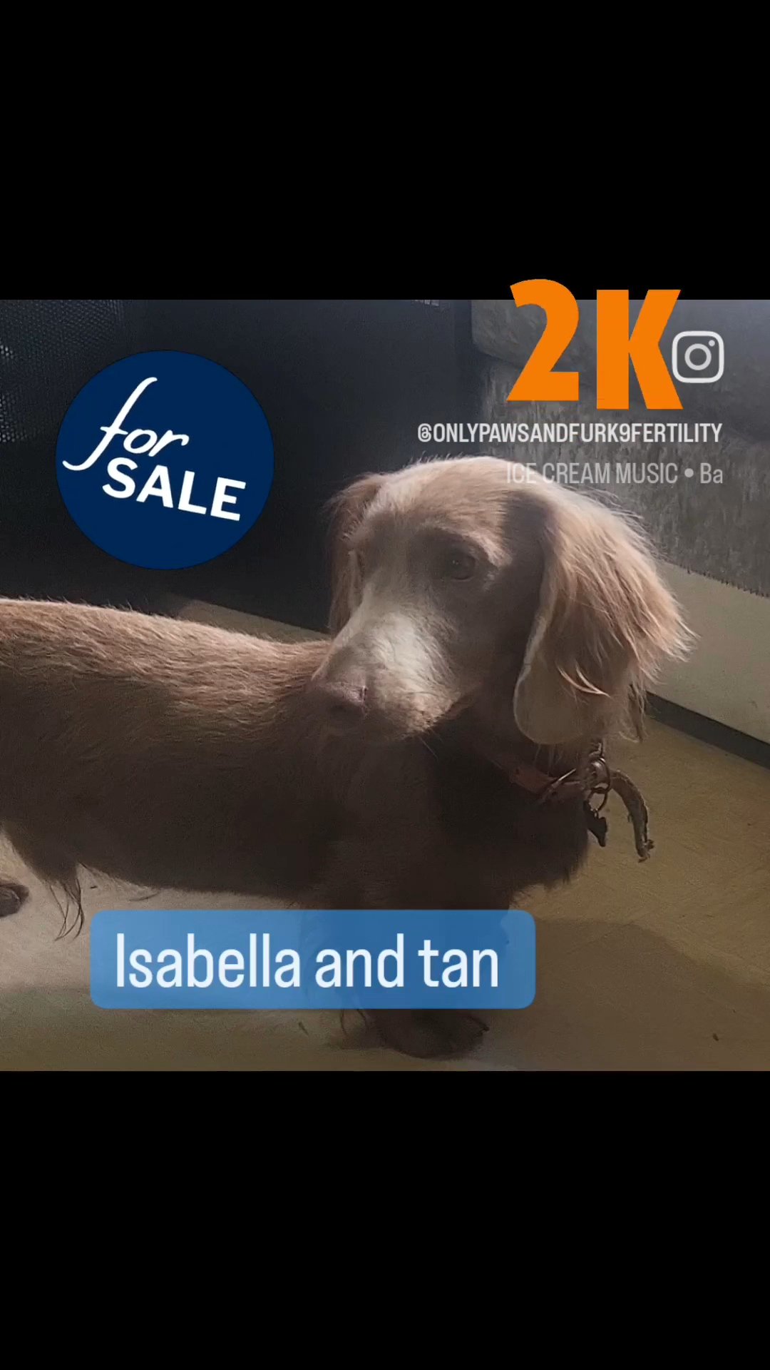 miniature dachshund price reduced to sell in Colchester