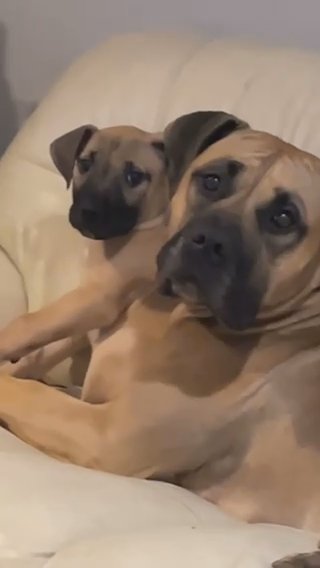 Presa Canario Pup in Leeds