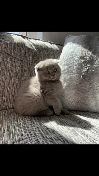 Scottish Fold Blue Girl in Wirral