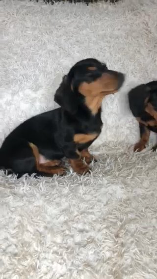 Amazing Smooth Miniature dachshund puppies in Dudley