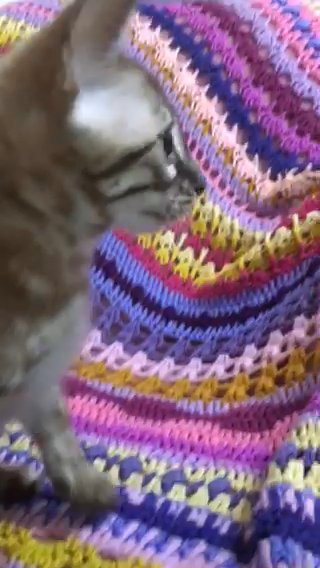 Two Stunning TICA Registered Bengal Kittens in London