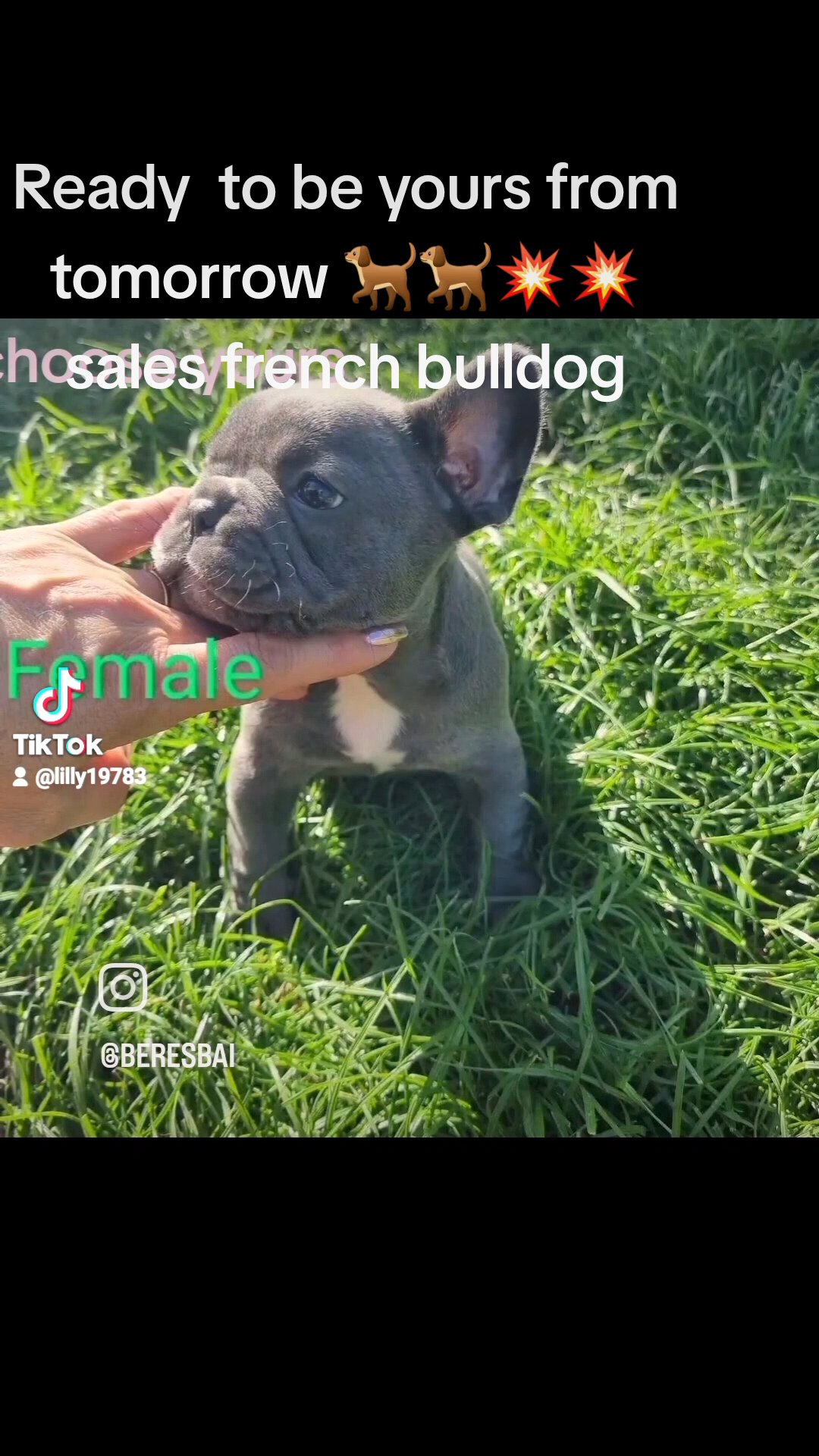French bulldog in Wolverhampton