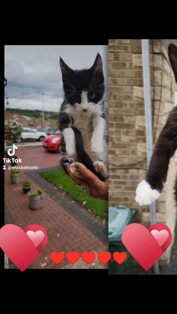 Mix Kittens in London