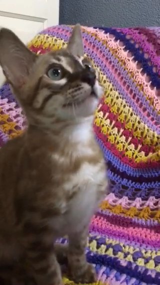 Beautiful TICA Registered Female Mink Charcoal Bengal Kitten in London