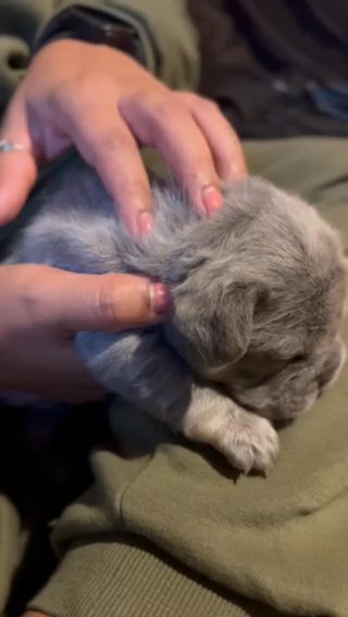 French Bulldog Puppy in Liverpool