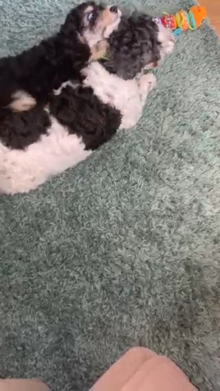 Tri Coloured Male Cockapoo in Peterborough