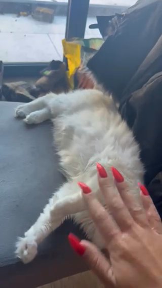 Flame Point Ragdoll Girl in Harlow