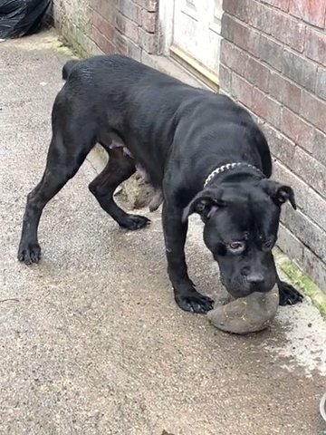 Cane Corso Free in Bradford