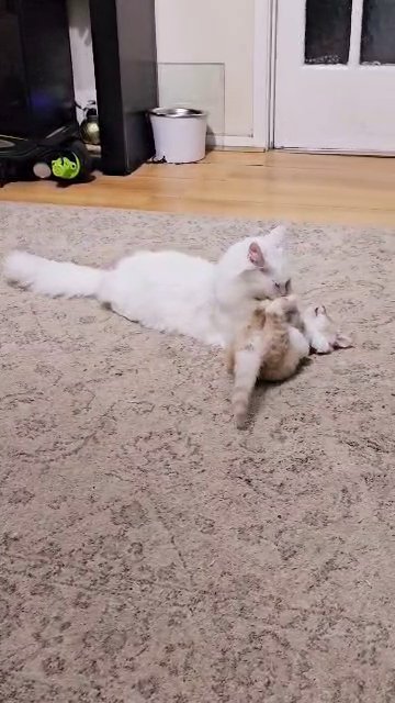 Maine Coon in Glasgow